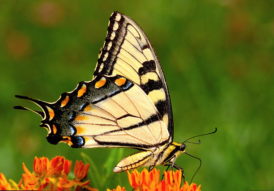Tiger Swallowtail Wings Closed Photograph by Alan Lenk