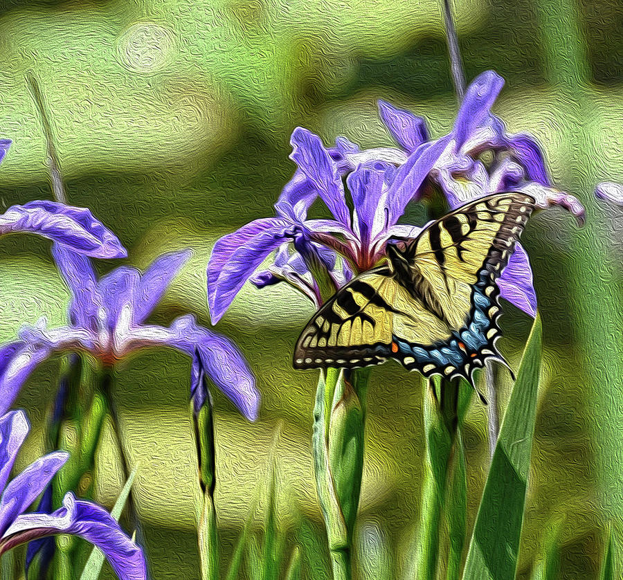 Tiger Swallowtail with edit Photograph by Ronda Ryan