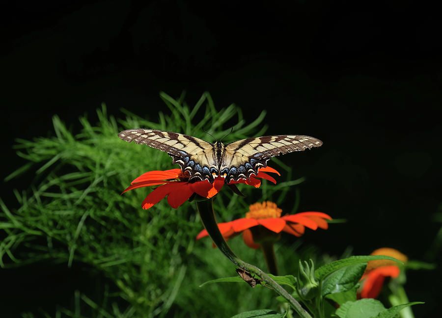 Tiger Swallowtail2 Photograph by Ronda Ryan