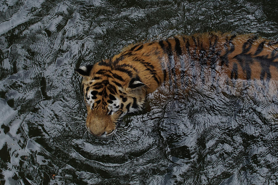 Tiger Swim Photograph by Ernest Echols