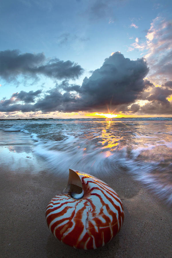 Beach Photograph - Tiger Swirl by Sean Davey