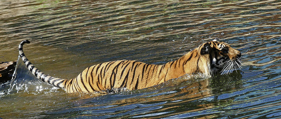 Tiger Tail And Whiskers Photograph by Margaret Saheed