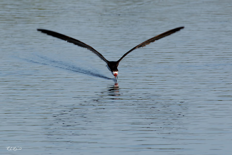 Tiger Tail Big Marco Pass - Black Skimmer Skimming Photograph by Ronald Reid