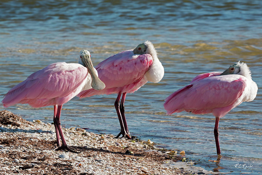 Tiger Tail Big Marco Pass - Roseate Spoonbill Triumvirate Photograph by Ronald Reid