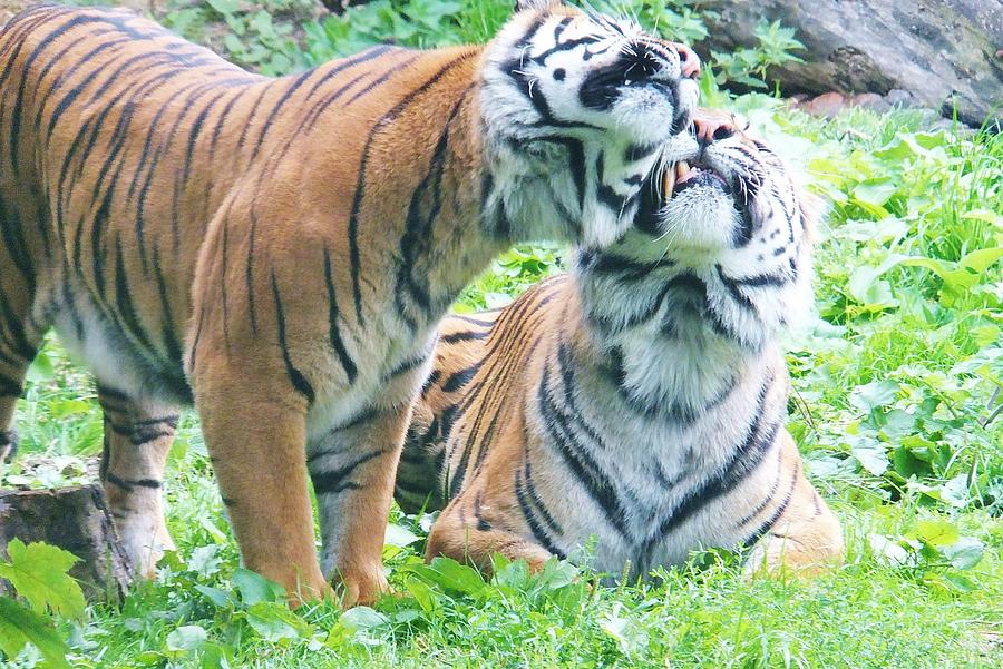 Tiger teeth Photograph by Anna Louise Middleton - Pixels