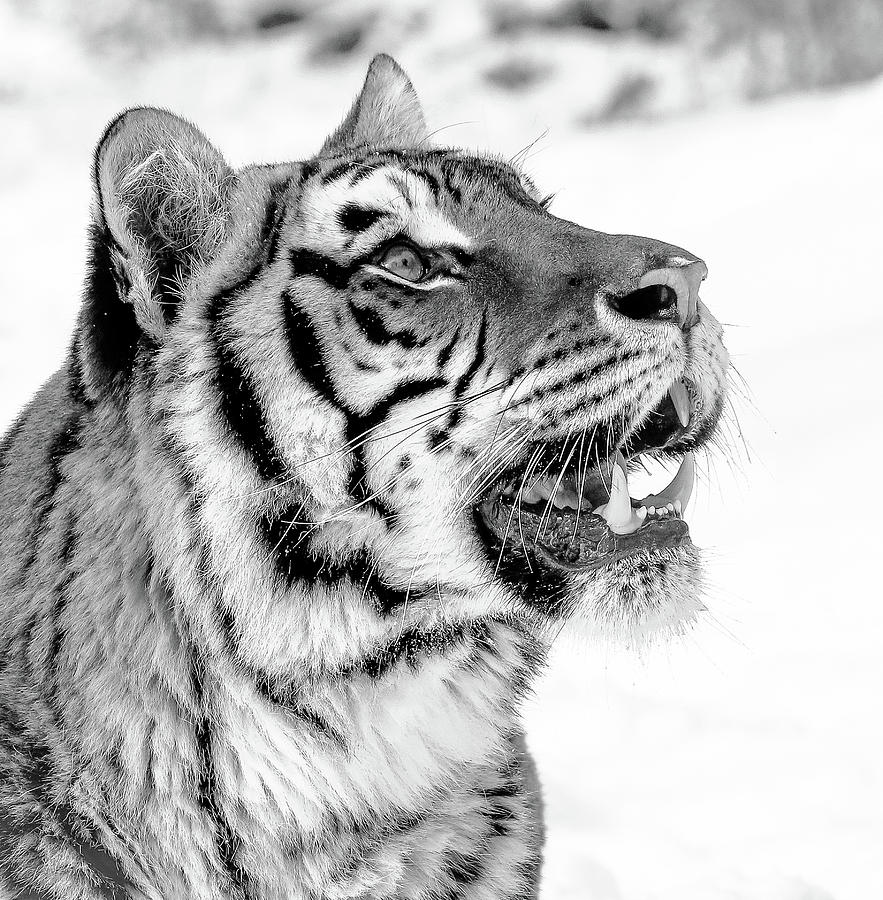 Tiger Teeth Black And White Photograph by Athena Mckinzie