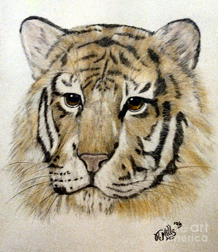 Tiger Drawing by Terri Mills
