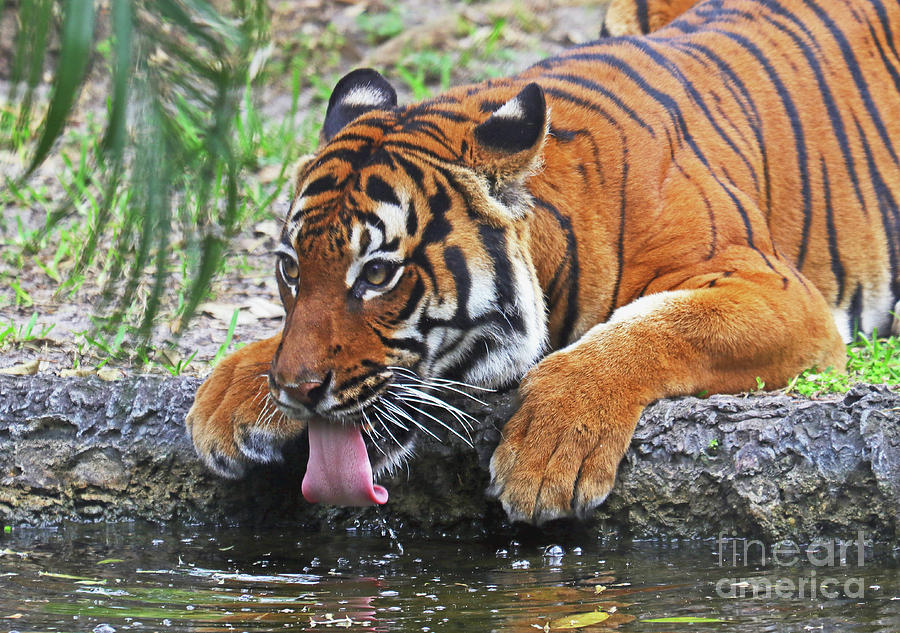 Thirsty Tiger Photograph by Larry Nieland