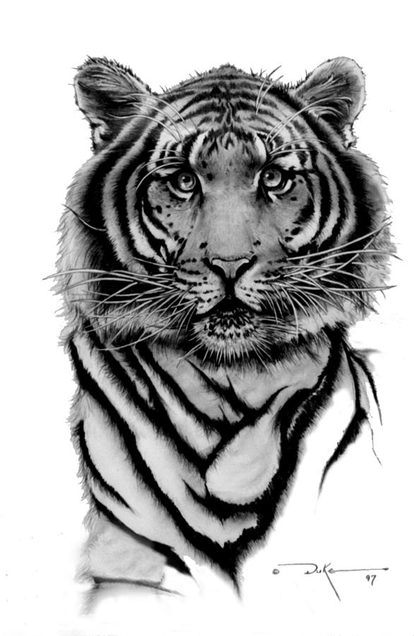 Tiger Tiger Drawing by Duke Windsor - Fine Art America