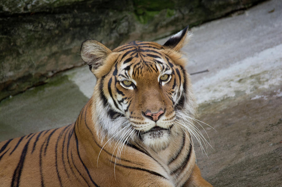 Tiger Tiger Photograph by John Black