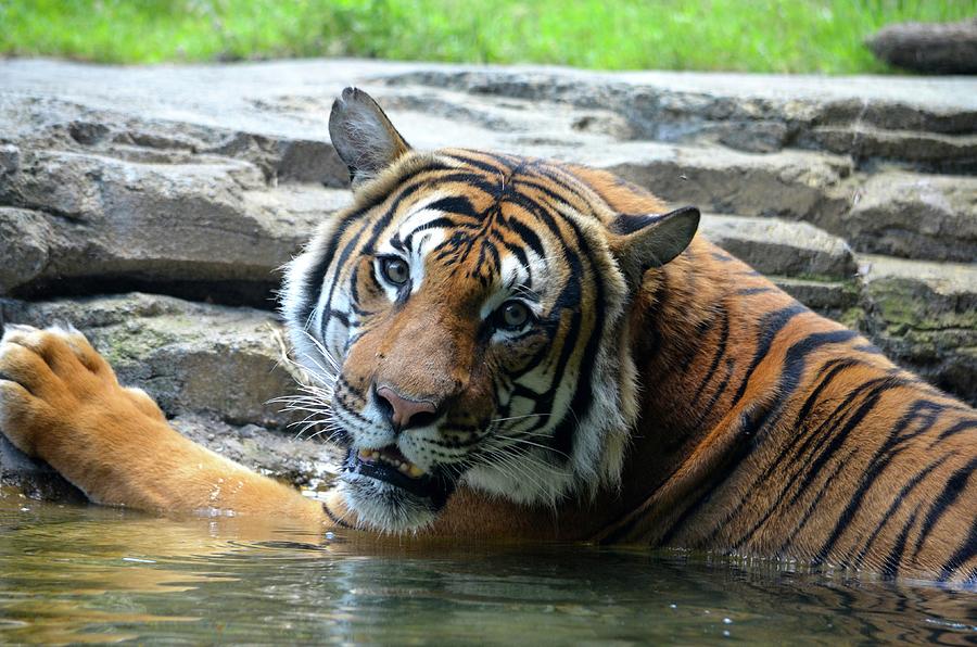 Jacksonville Photograph - Tiger Tiger Keeping Cool by Richard Bryce and Family