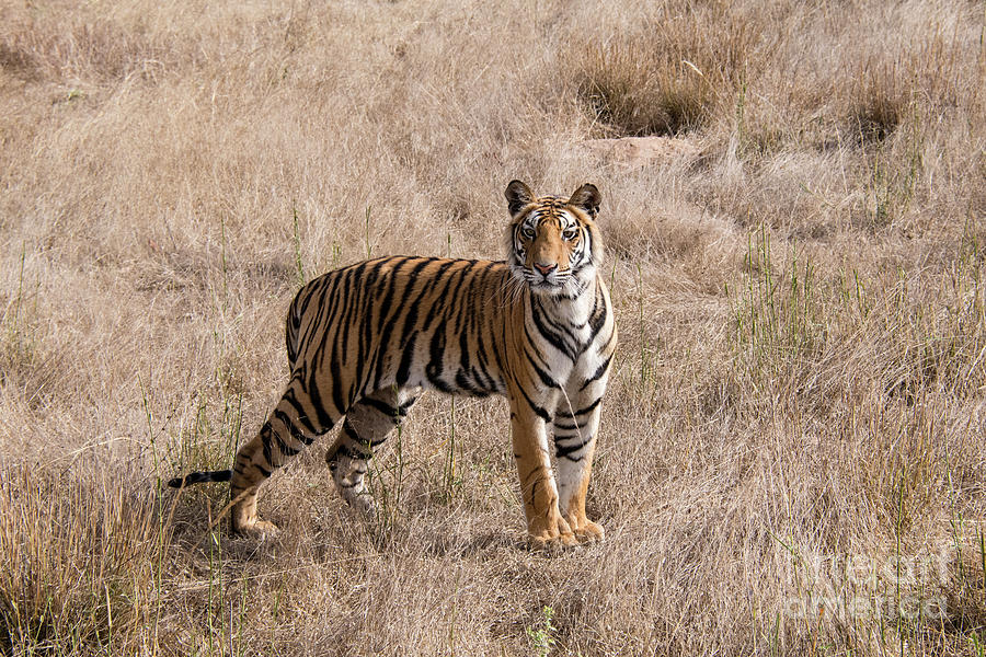 Tiger, Tiger Photograph by Paulette Sinclair
