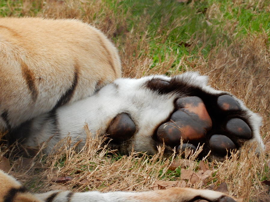 Tiger Toes Photograph by Carolyn McClish | Fine Art America