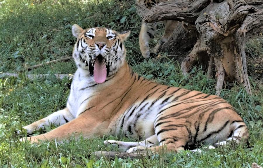 Tiger Tongue Photograph by Karen Sturgill | Pixels