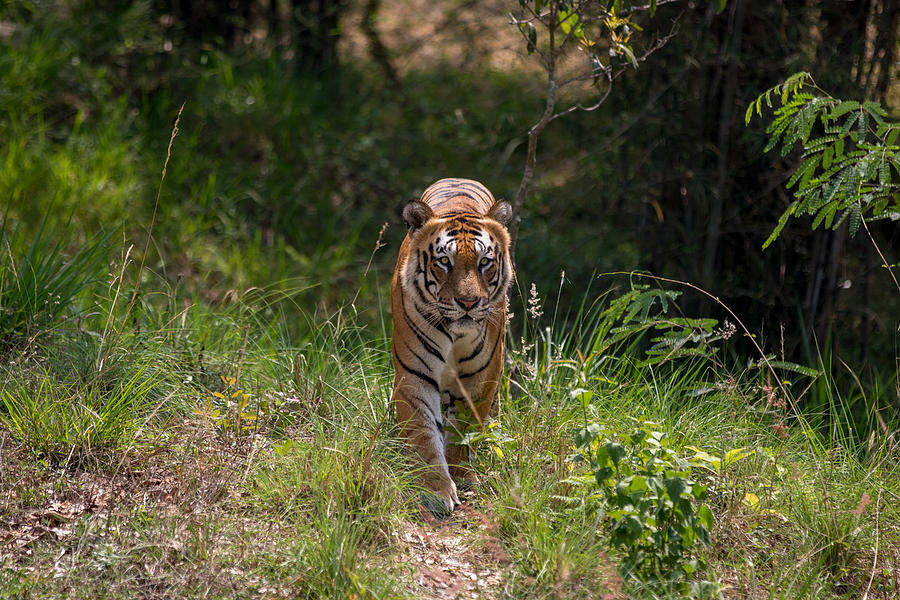 Tiger Trail Photograph by Ramabhadran Thirupattur