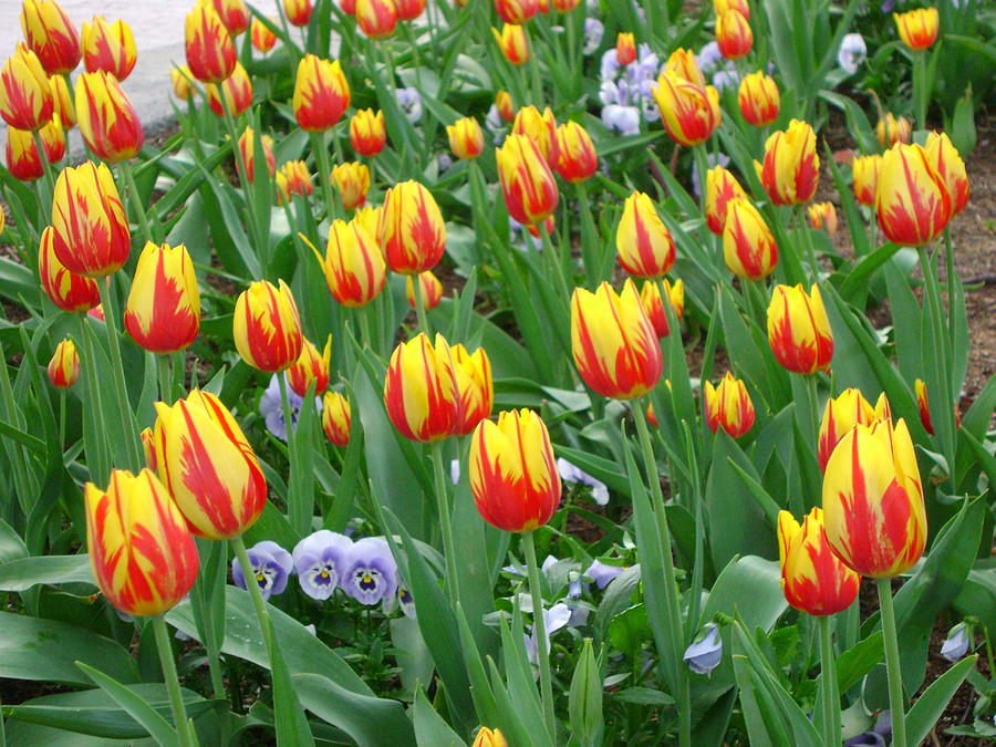 Tiger Tulip Field Photograph by Cynthia Butler - Fine Art America