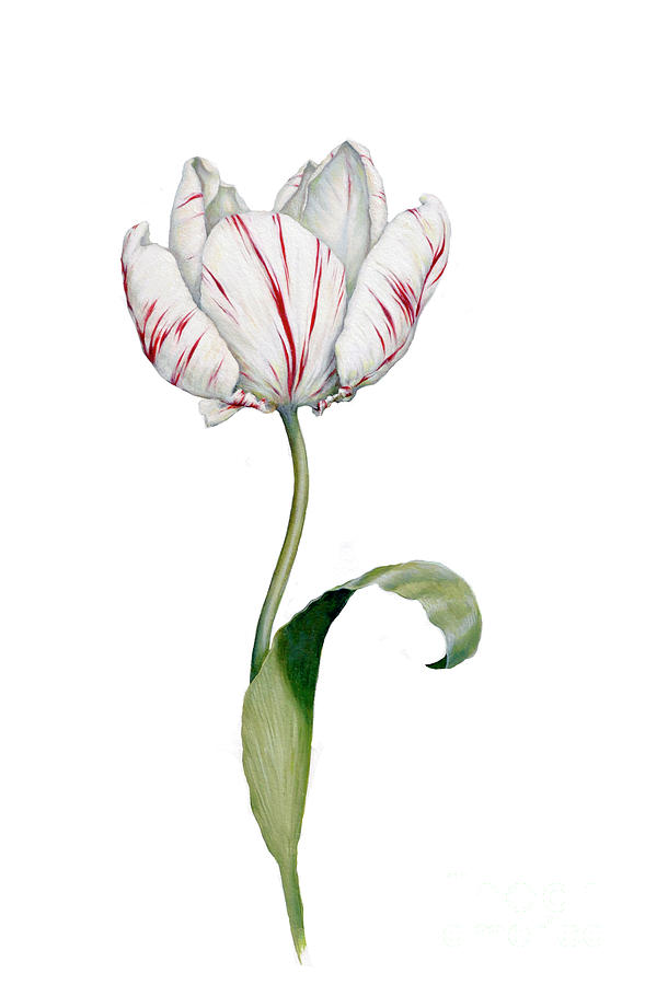 Tiger Tulip Painting by Meridith Martens - Fine Art America
