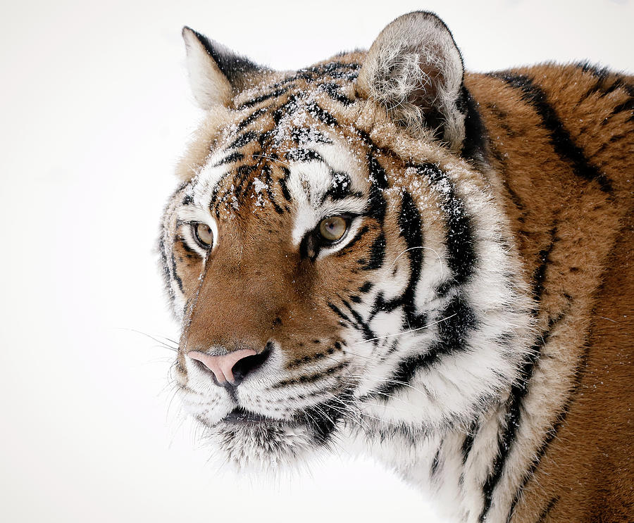 Tiger Up Close Photograph by Athena Mckinzie