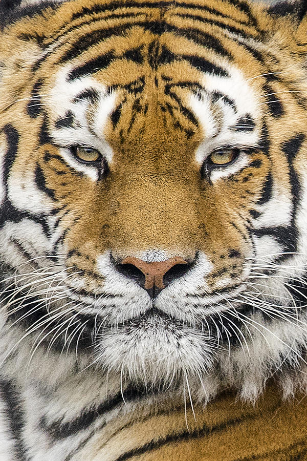 Tiger Up Close Photograph by Martyn Leaning