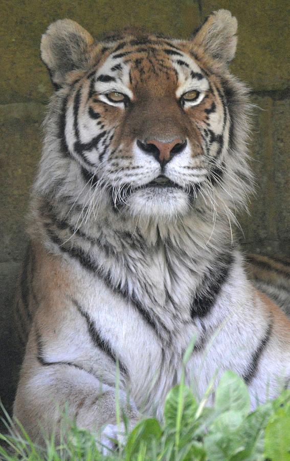 Tiger VI Photograph by Nicholas Rainsford - Fine Art America