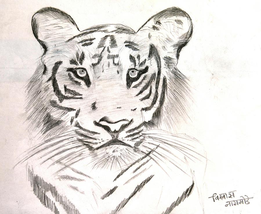 Tiger Drawing by Vishwas Nagmode - Pixels