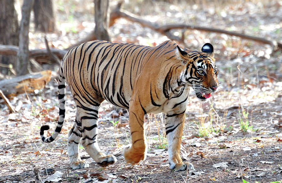 Tiger Photograph - Tiger Walk by Manjot Singh Sachdeva Tiger Photograph - Tiger Walk by Manjot Singh Sachdeva