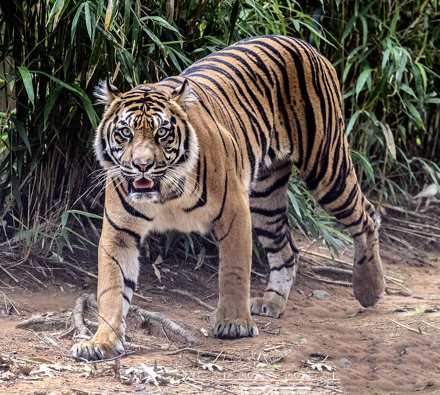 Tiger Walking Toward You Photograph by William Bitman