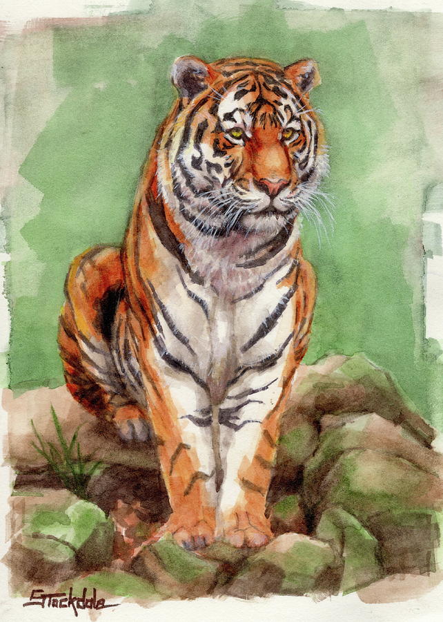 Tiger Watercolor Sketch Painting by Margaret Stockdale