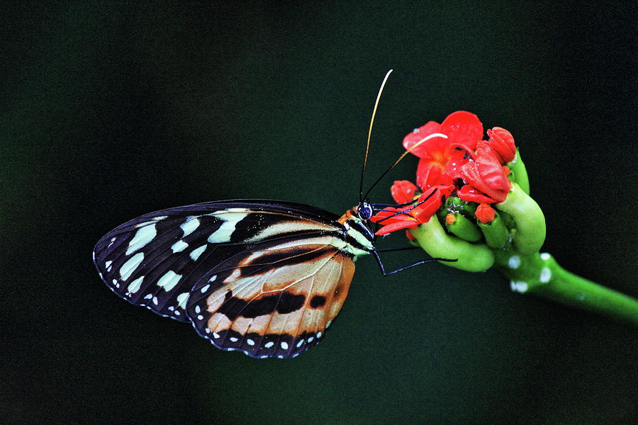 Tiger Wing Butterfly Photograph by Daniel Koglin