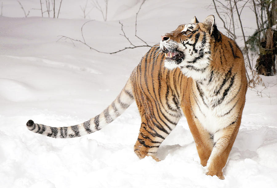 Tiger Winter Photograph by Athena Mckinzie