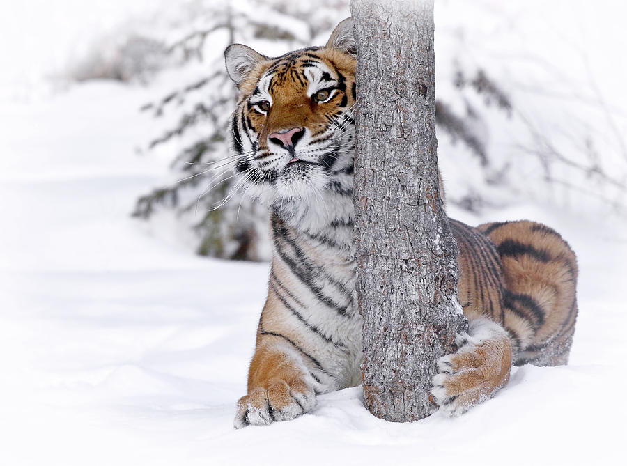 Tiger Winter Wonderland Photograph by Athena Mckinzie