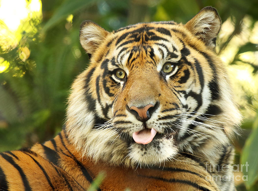 Tiger With Playful Expression Photograph by Max Allen
