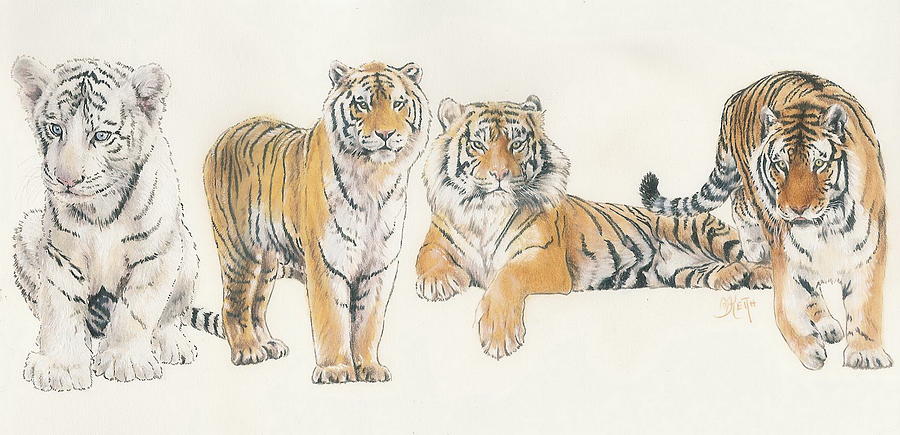 Tiger Mixed Media - Tiger Wrap by Barbara Keith Tiger Mixed Media - Tiger Wrap by Barbara Keith