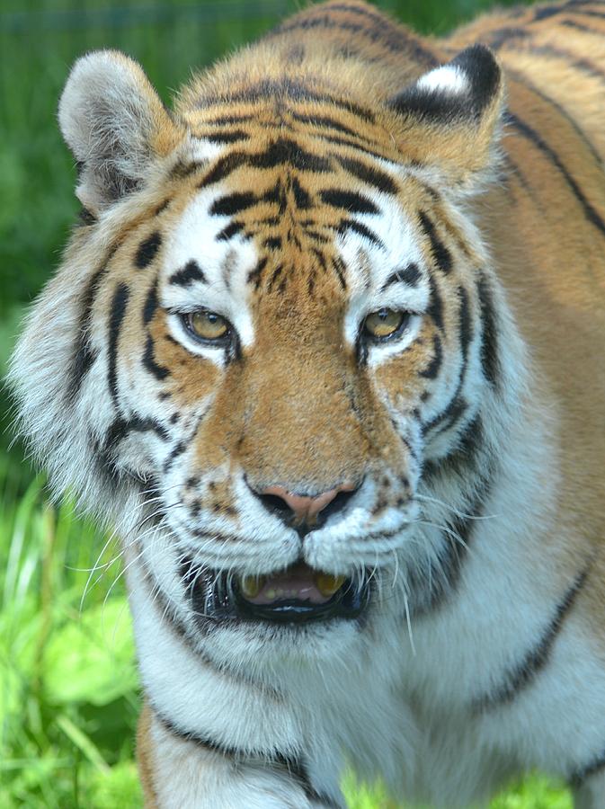 Tiger Xiv Photograph By Nicholas Rainsford Fine Art America