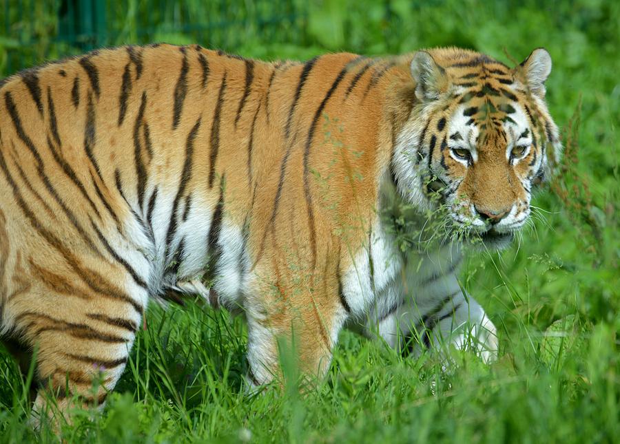 Tiger XVI Photograph by Nicholas Rainsford - Fine Art America