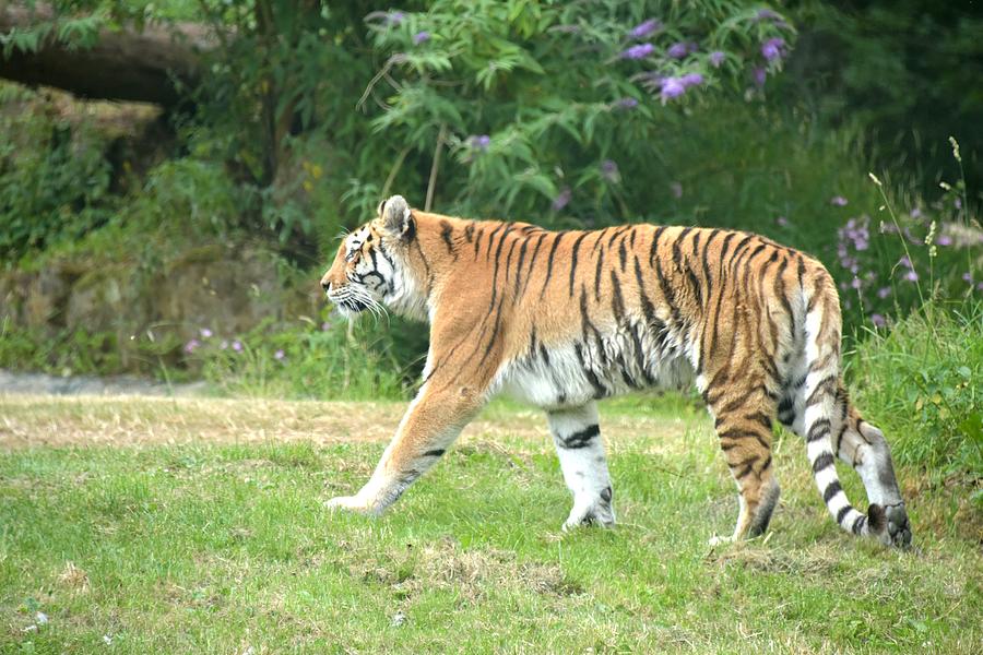 Tiger XXV Photograph by Nicholas Rainsford - Fine Art America