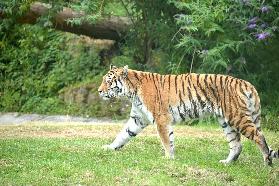 Tiger XXVI Photograph by Nicholas Rainsford - Fine Art America