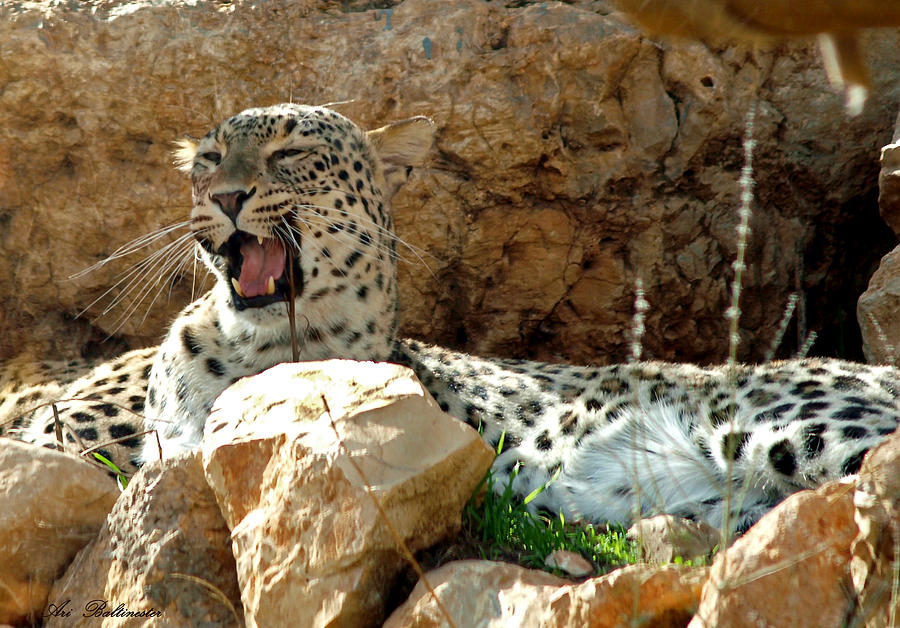 Tiger yawn Photograph by Arik Baltinester