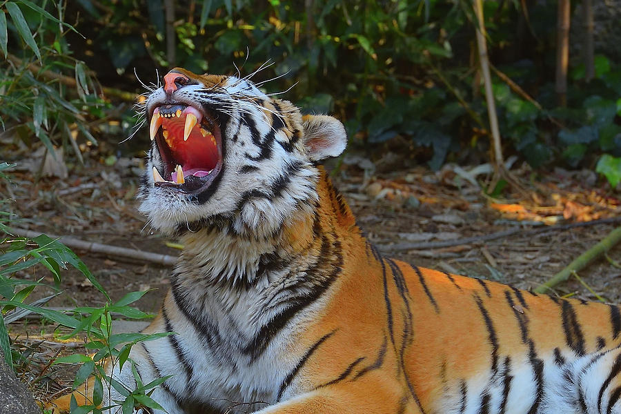 Animal Photograph - Tiger yawn by Atsuki Sakai