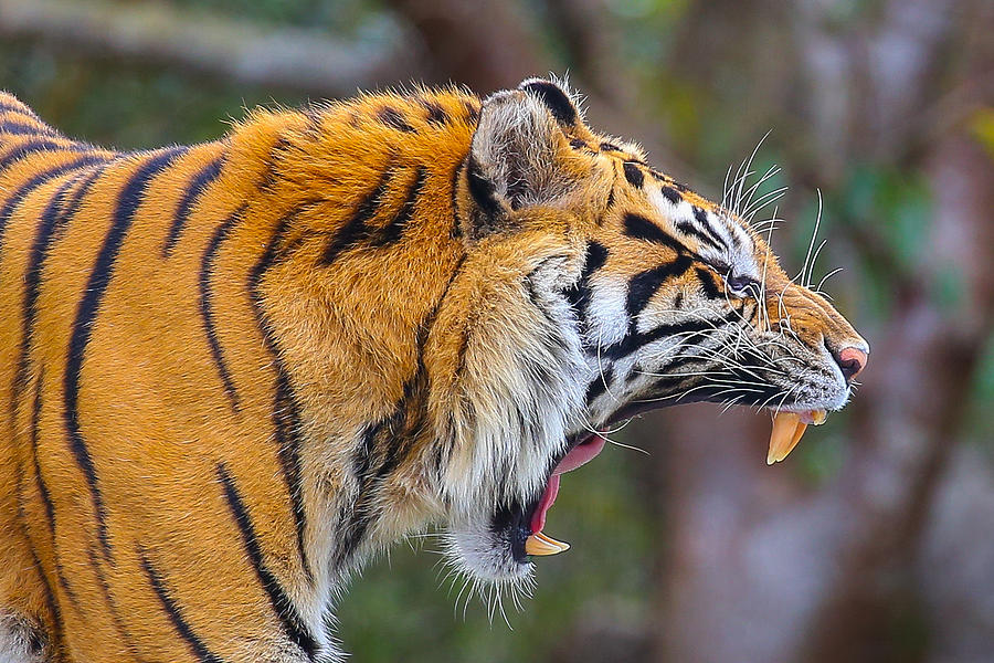Tiger Yawn Photograph by Dart Humeston