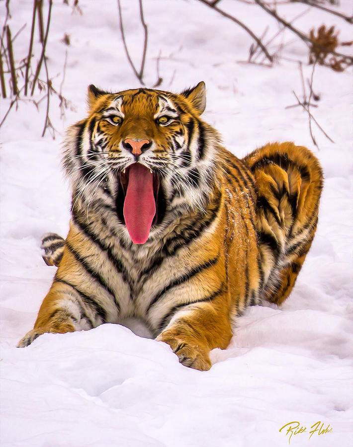 Tiger yawn Photograph by Rikk Flohr