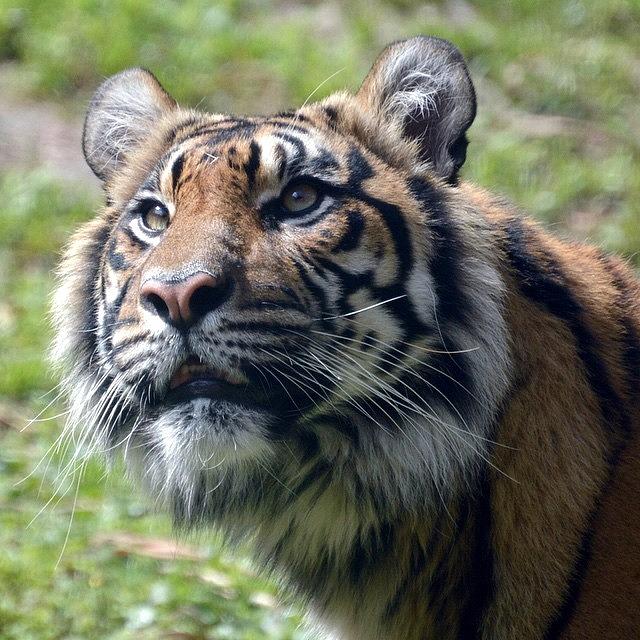Tiger Photograph - #tiger#animalkingdom #dwr #disney by Pete Michaud