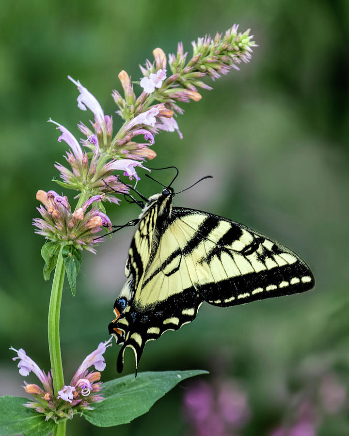 Tigerr Swalowtail Photograph by Dawn Key