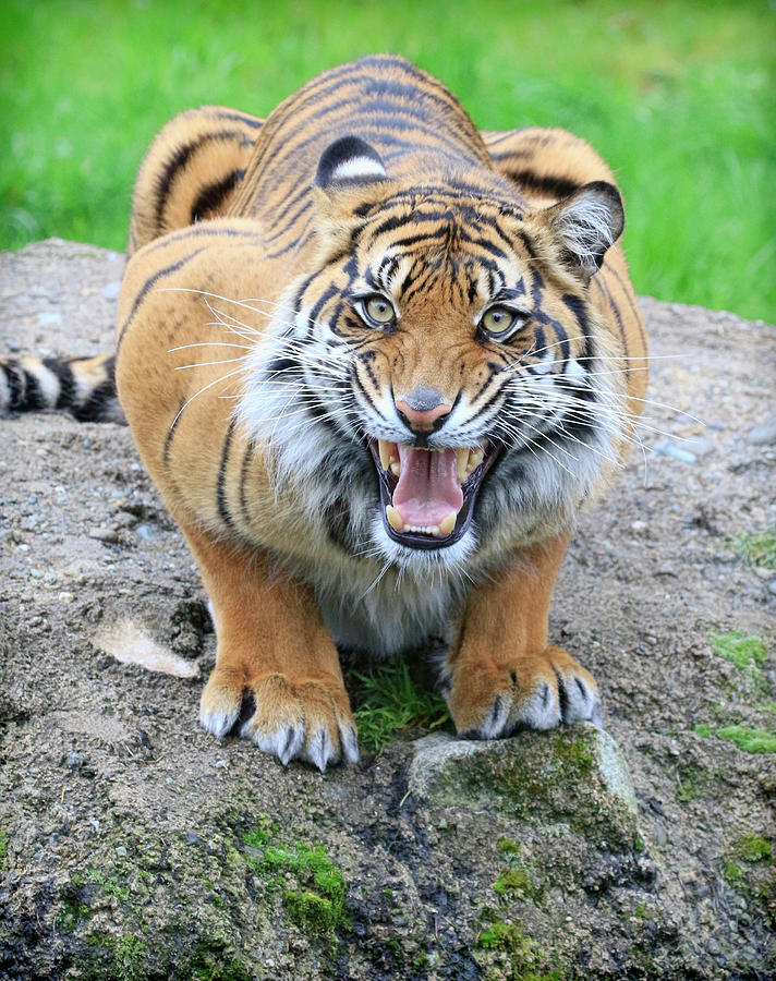 Tigerrr Photograph by Steve McKinzie