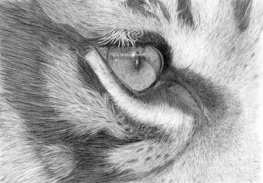 Tigers Eye Drawing by Alexandra Riley