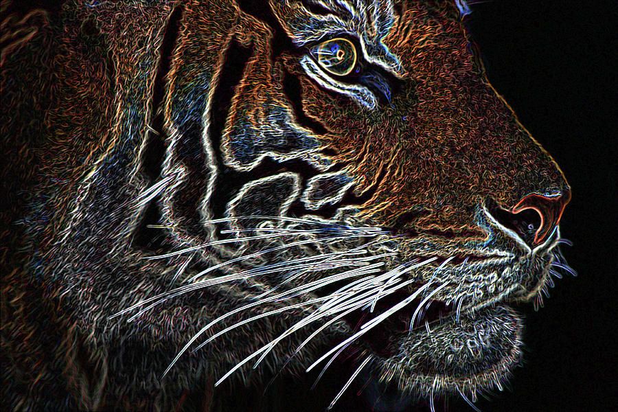 Tiger Photograph - Tigers Glow by Miroslava Jurcik