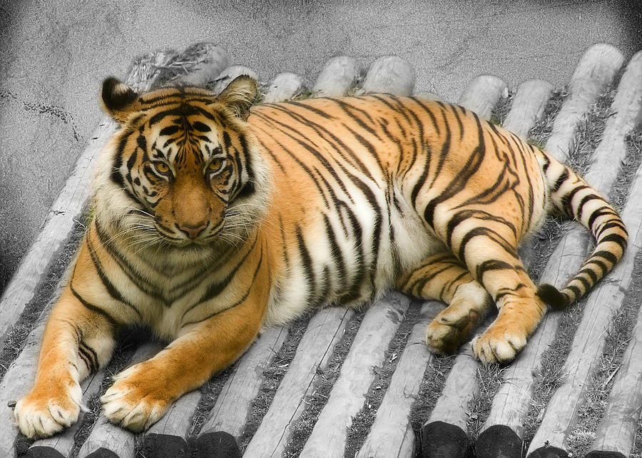 Animal Photograph - Tigers look by Svetlana Sewell