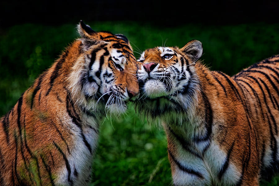 Tiger Photograph - Tigers Love by Todd Ryburn