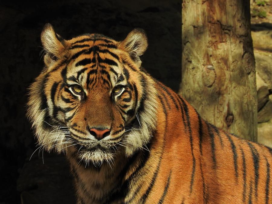 Bengal Tiger Face Digital Art By Matthew Kramer