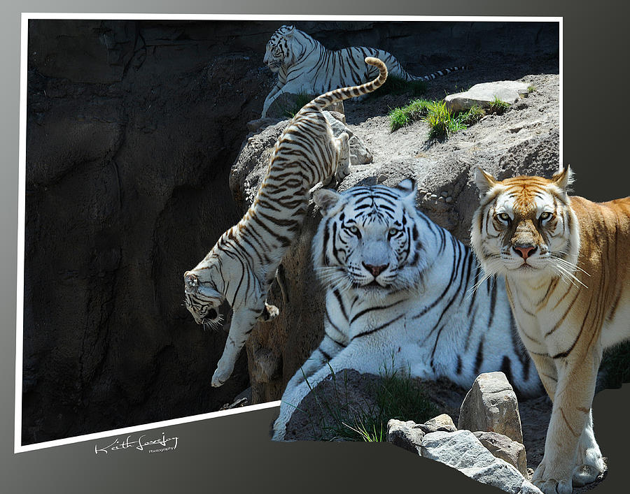Tiger Photograph - Tigers Out Of Frame by Keith Lovejoy